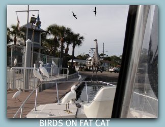 See all kinds of birds on your Florida fishing charter vacation.